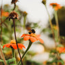 Mexican Sunflower