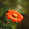 Mexican Sunflower