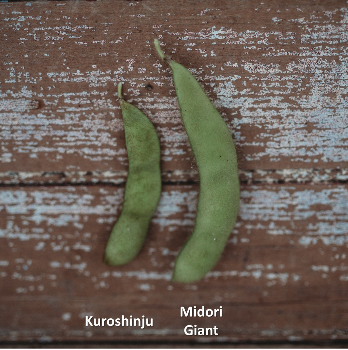 Midori Giant Edamame