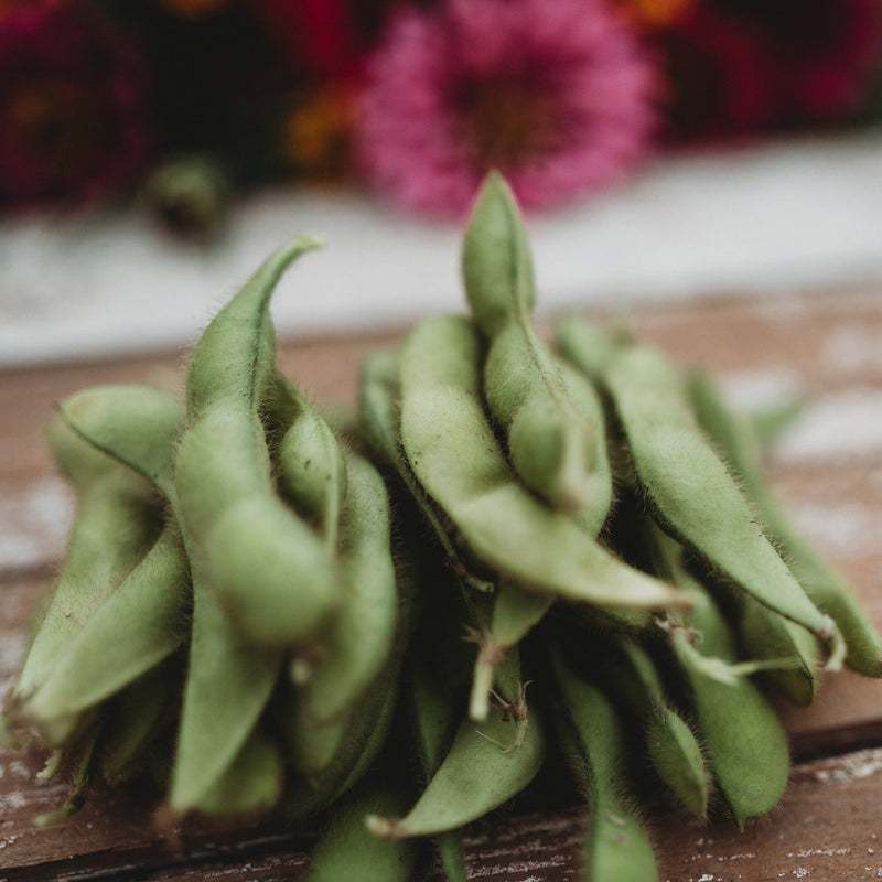 Midori Giant Edamame