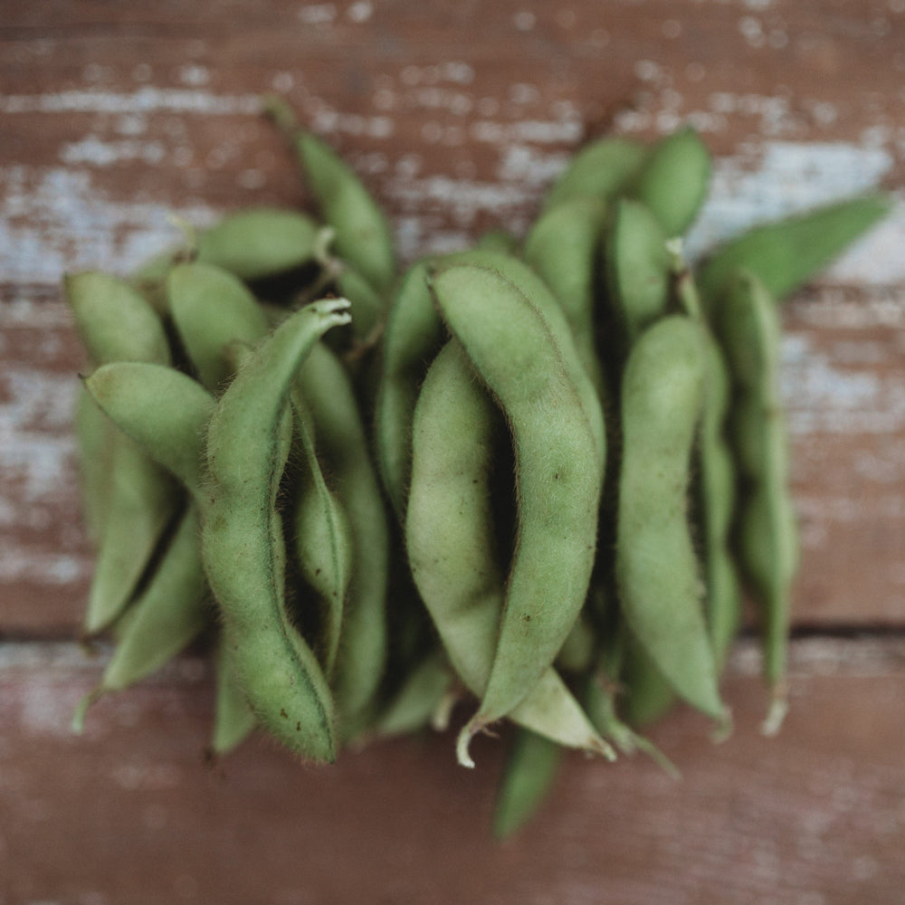 Midori Giant Edamame