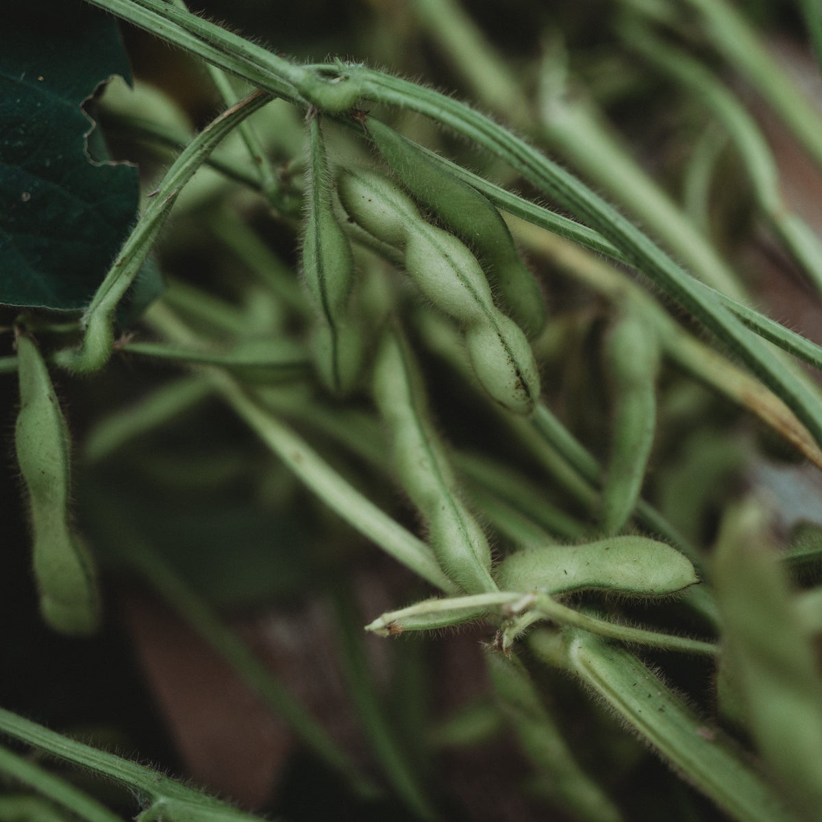 Midori Giant Edamame