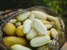 Miniature White Cucumber