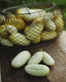 Miniature White Cucumber