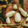 Miniature White Cucumber