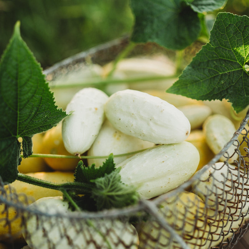 Miniature White Cucumber