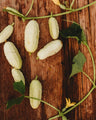 Miniature White Cucumber