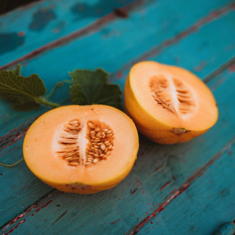 Minnesota Midget Muskmelon