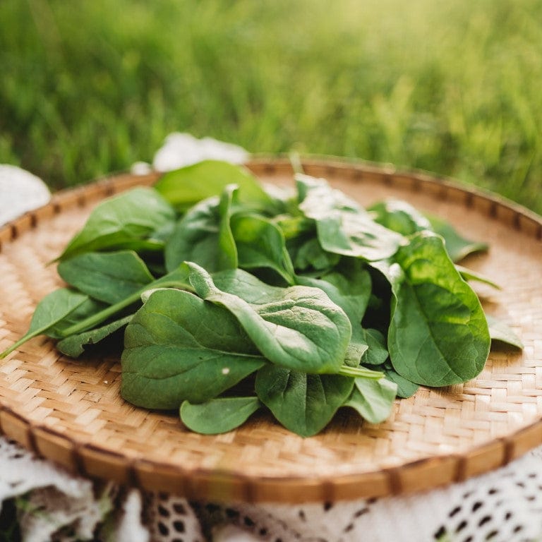 Monstrueux de Viroflay Spinach