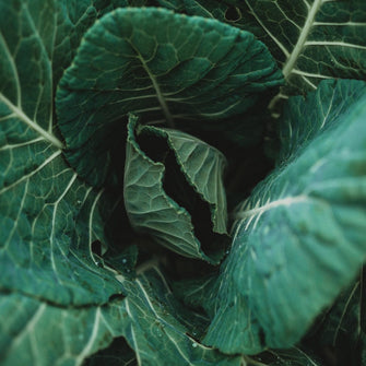 Morris Heading Collards Seeds