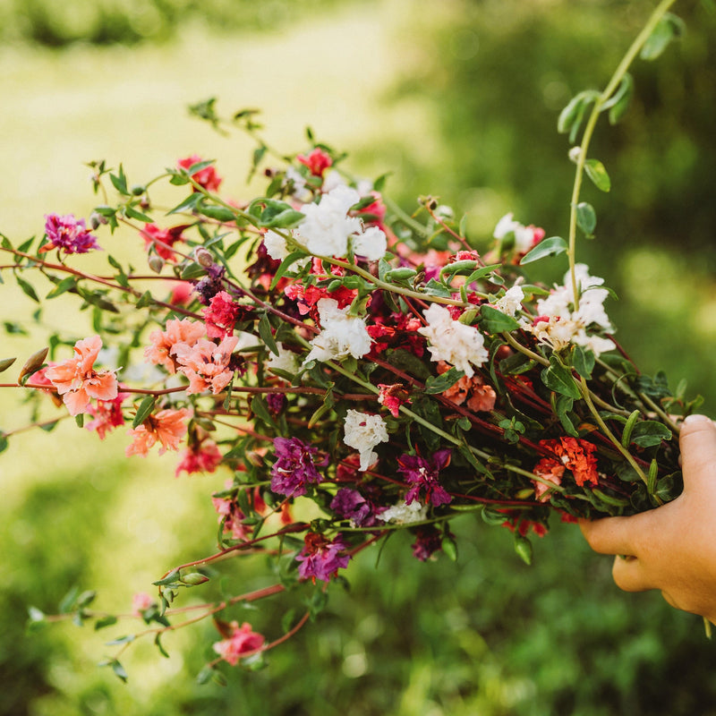 Mountain Garland Mix (Elegant Clarkia)