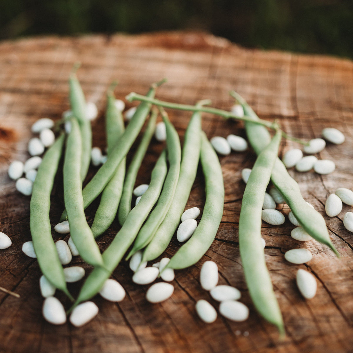 Mountaineer White Half-Runner Bean