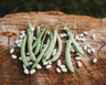 Mountaineer White Half-Runner Bean