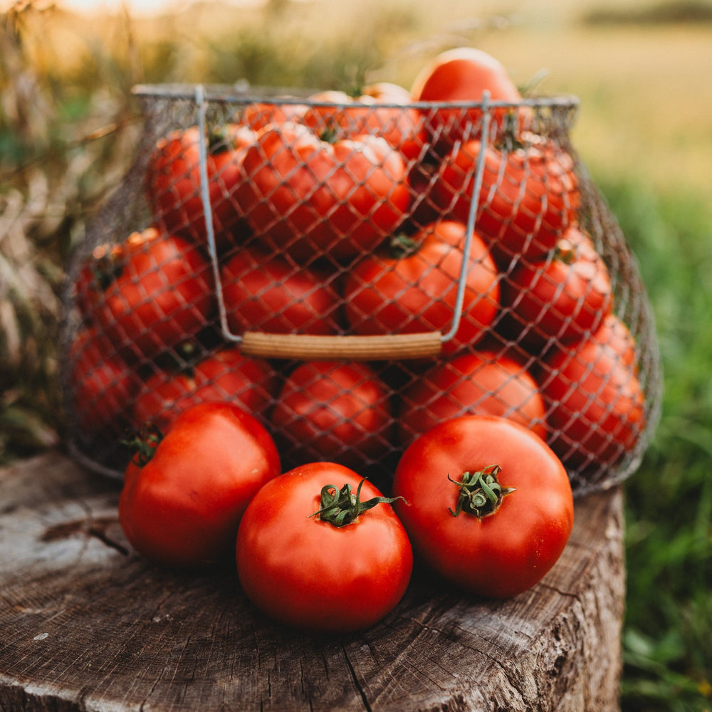 Mule Team Heirloom Tomato