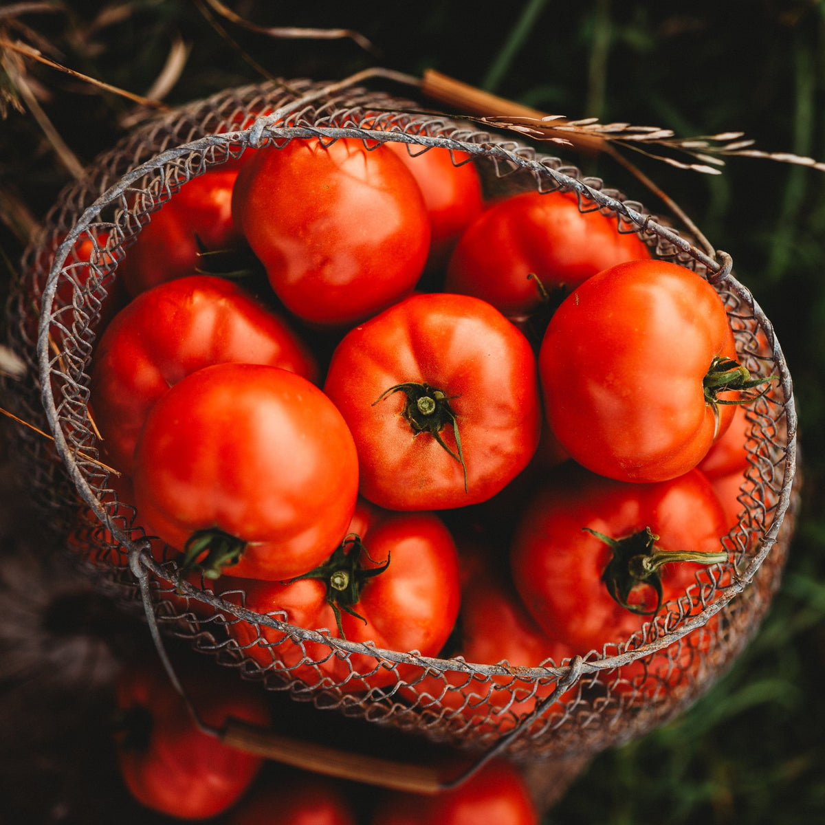 Mule Team Heirloom Tomato