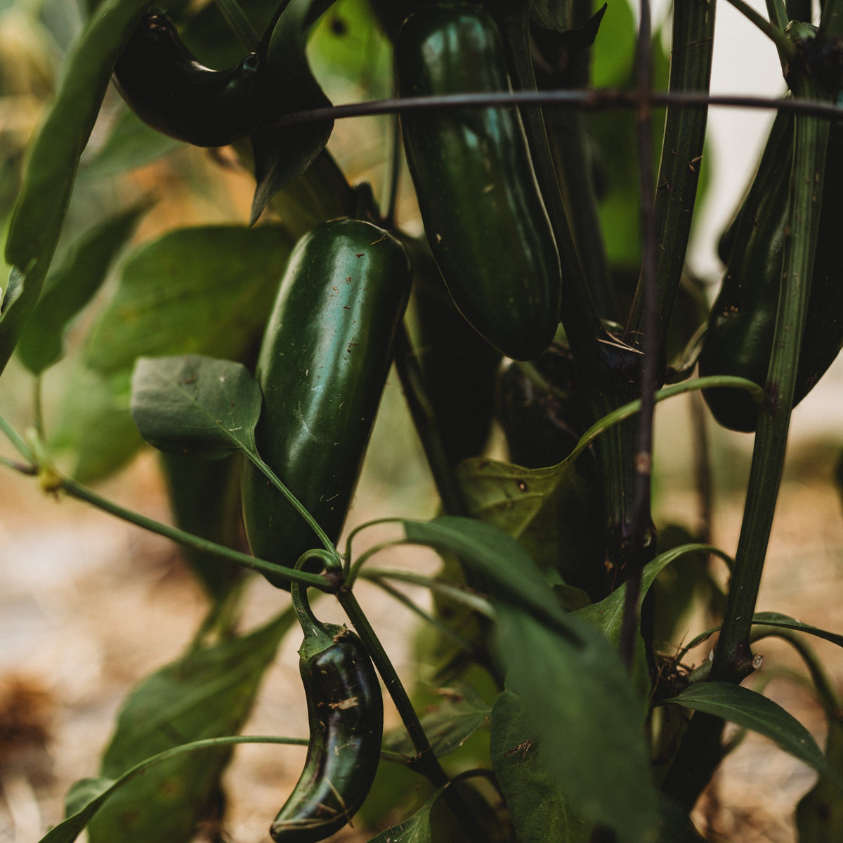 Nadapeno Jalapeno Pepper