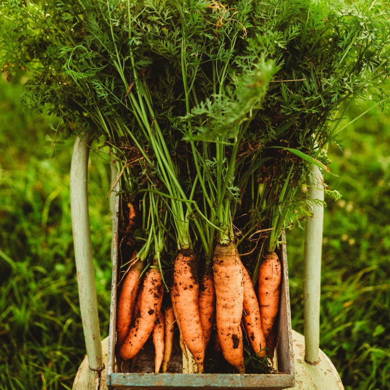 Nantes Carrot