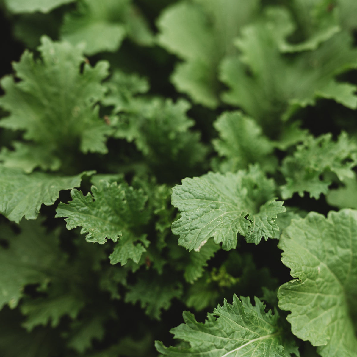 Old Fashioned Mustard Greens