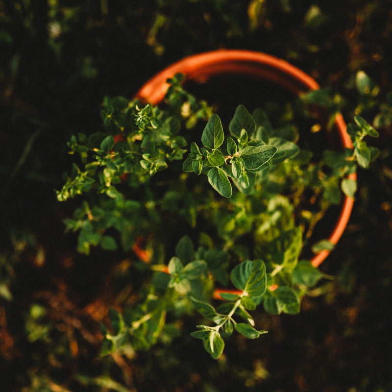 Oregano, Common