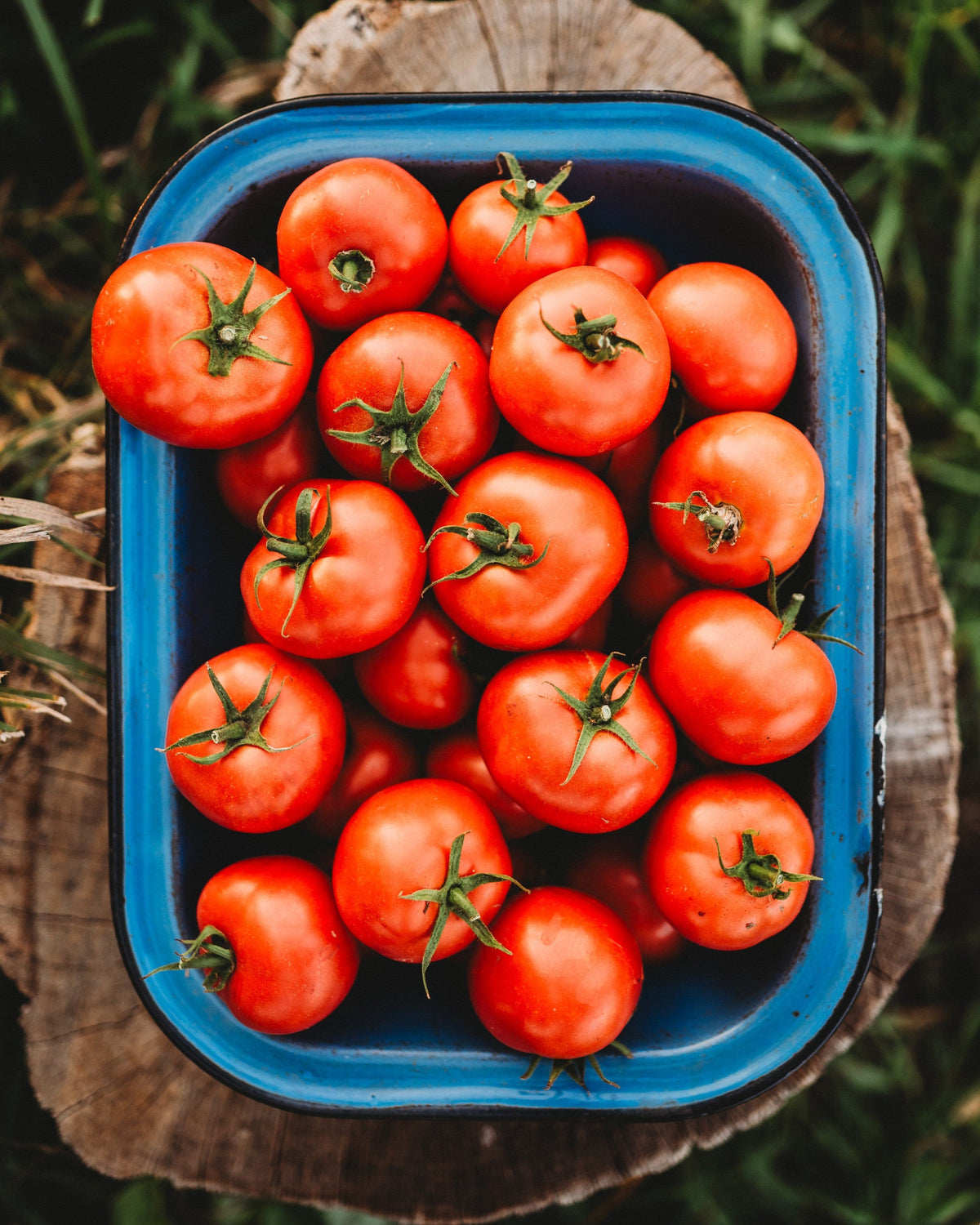 Oregon Spring Tomato