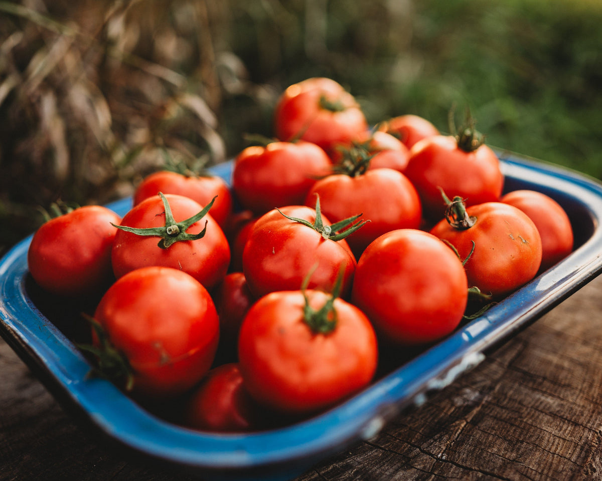 Oregon Spring Tomato