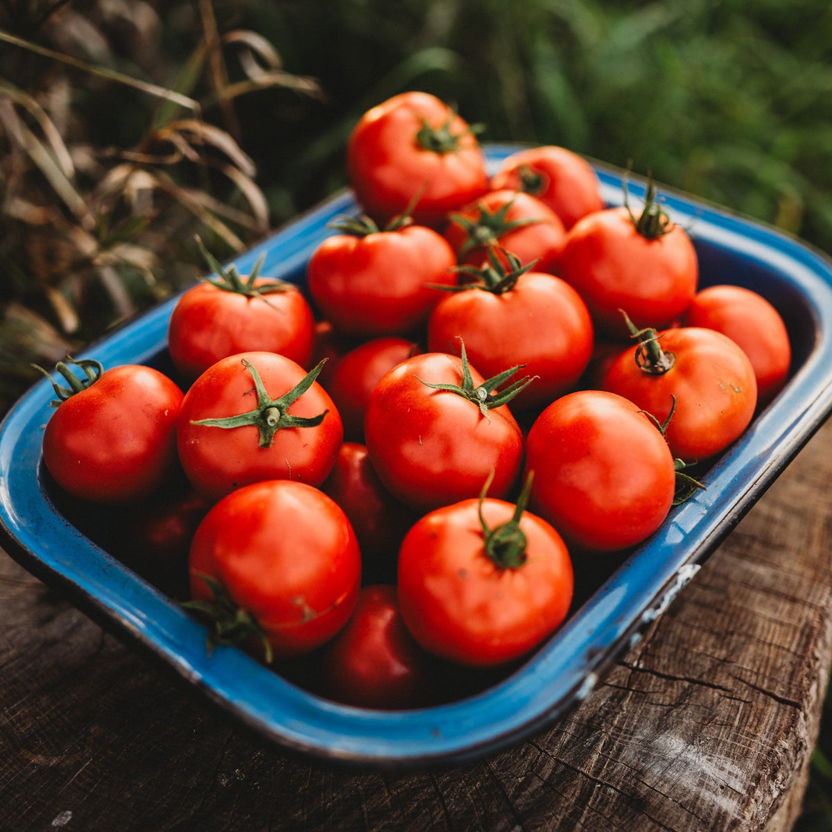 Oregon Spring Tomato