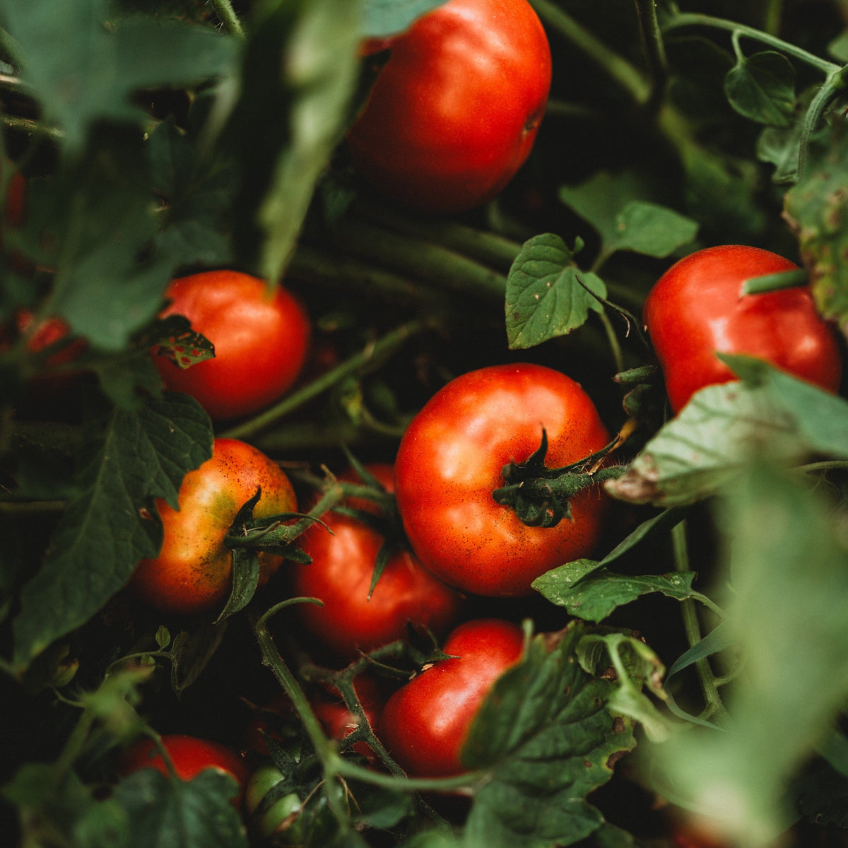 Oregon Spring Tomato