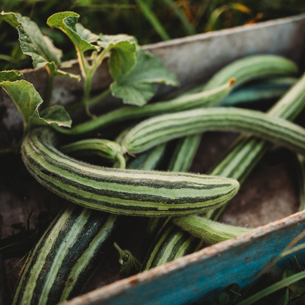 Painted Serpent Cucumber