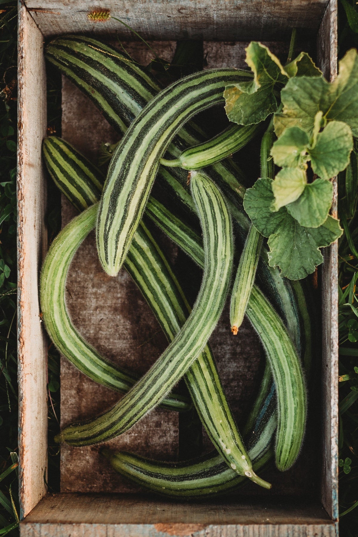 Painted Serpent Cucumber