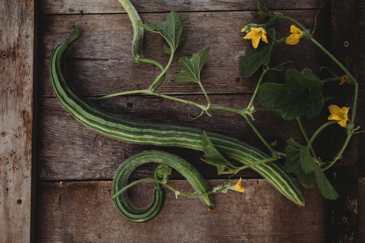 Painted Serpent Cucumber