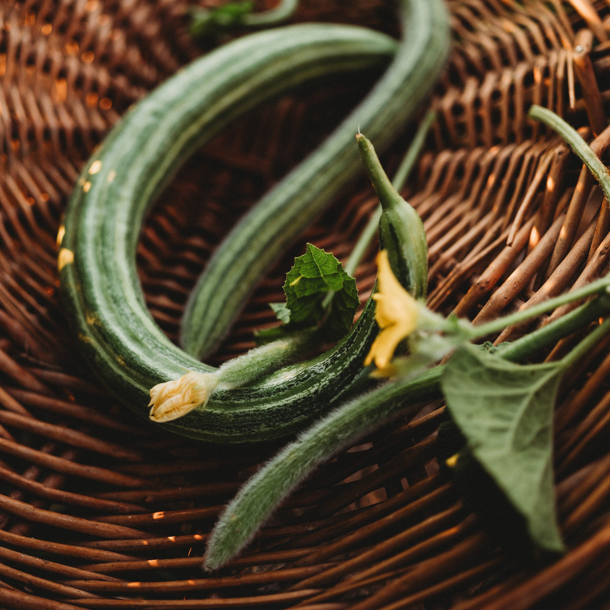 Painted Serpent Cucumber