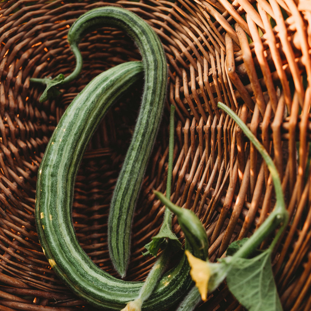 Painted Serpent Cucumber