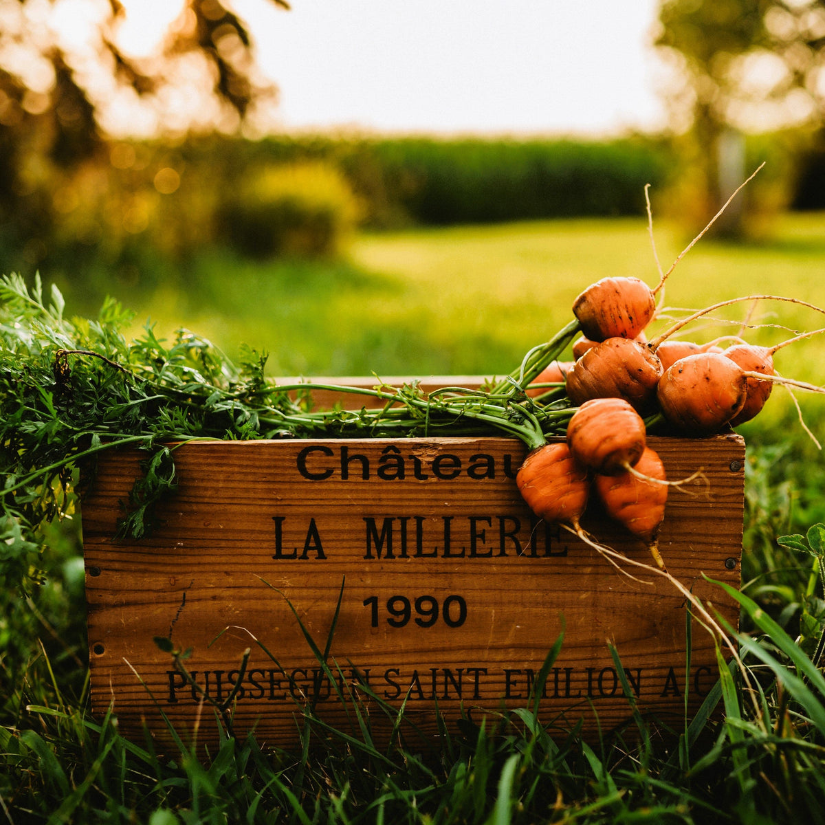 Parisian French Carrot