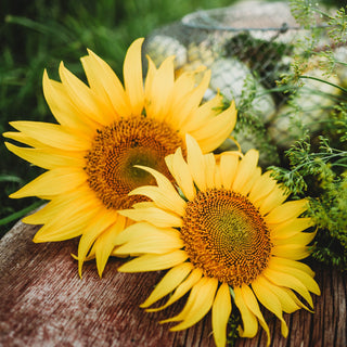 Peredovik Sunflower