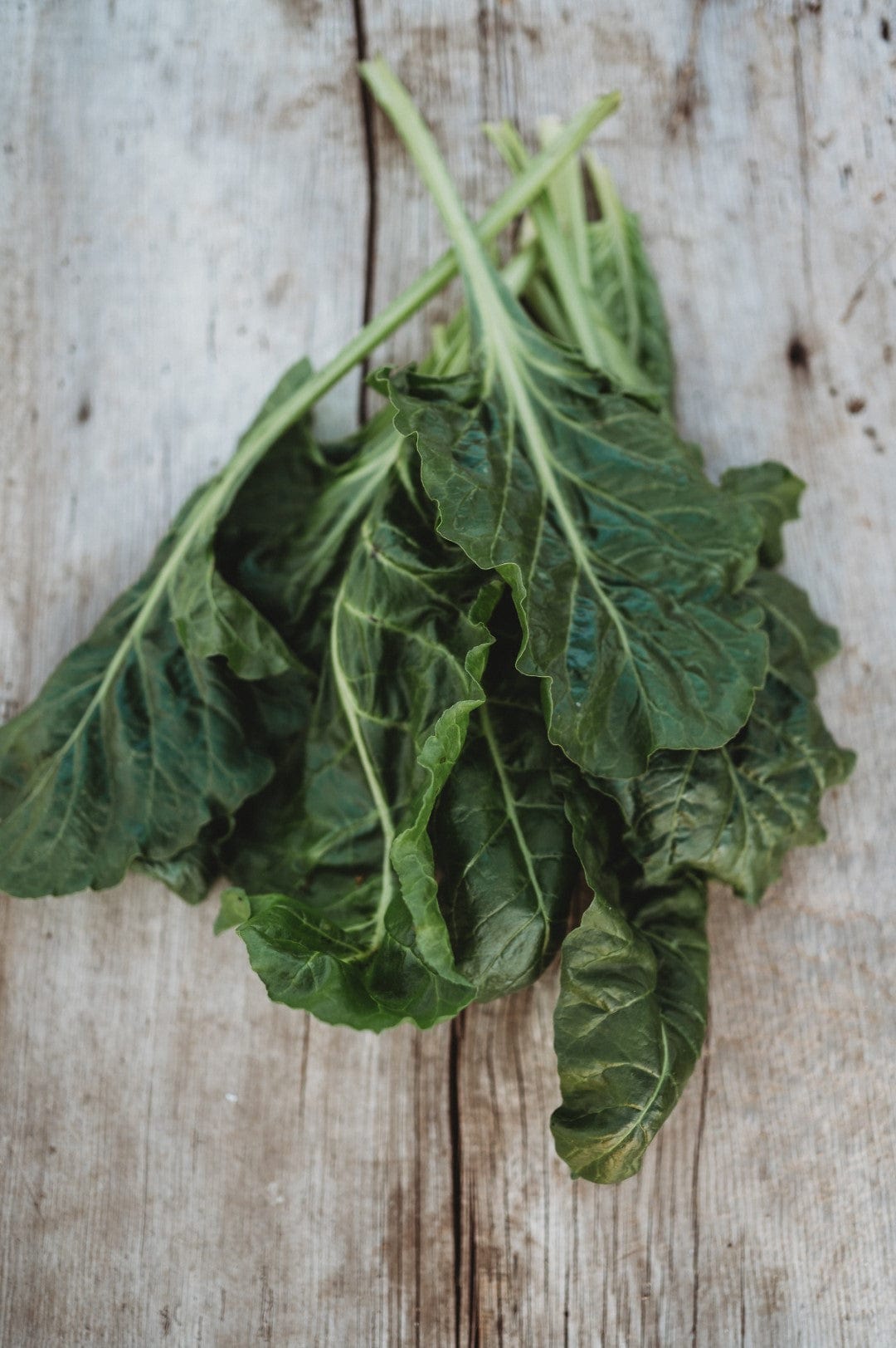 Perpetual Spinach Swiss Chard