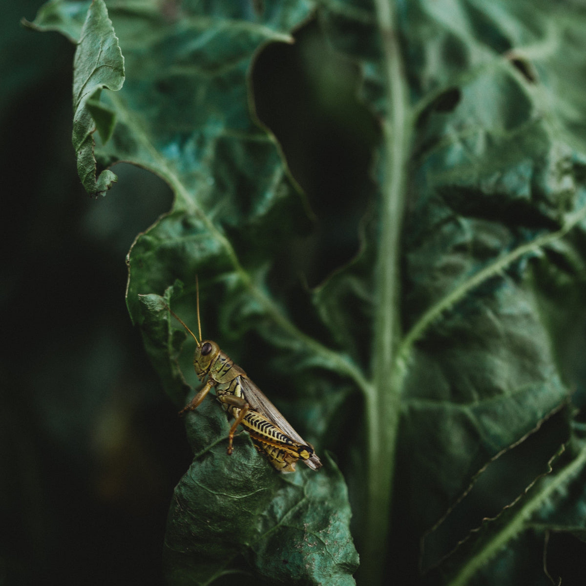 Perpetual Spinach Swiss Chard