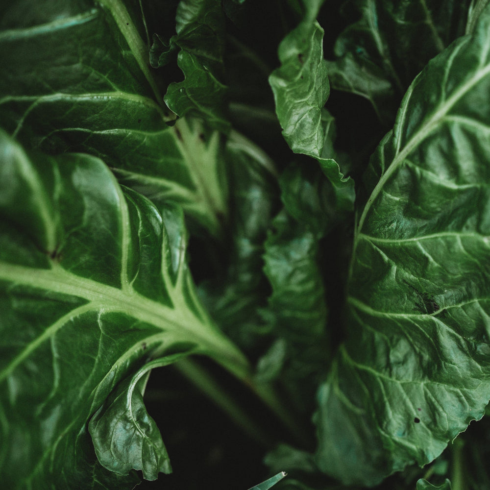 Perpetual Spinach Swiss Chard