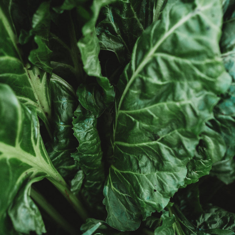 Perpetual Spinach Swiss Chard