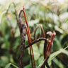 Pink-Eyed Purple Hull Cowpea