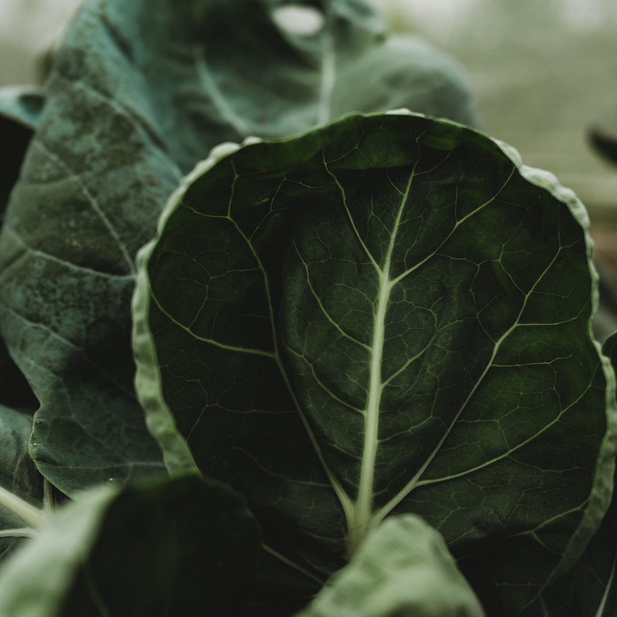 Portuguese Kale (Tronchuda)