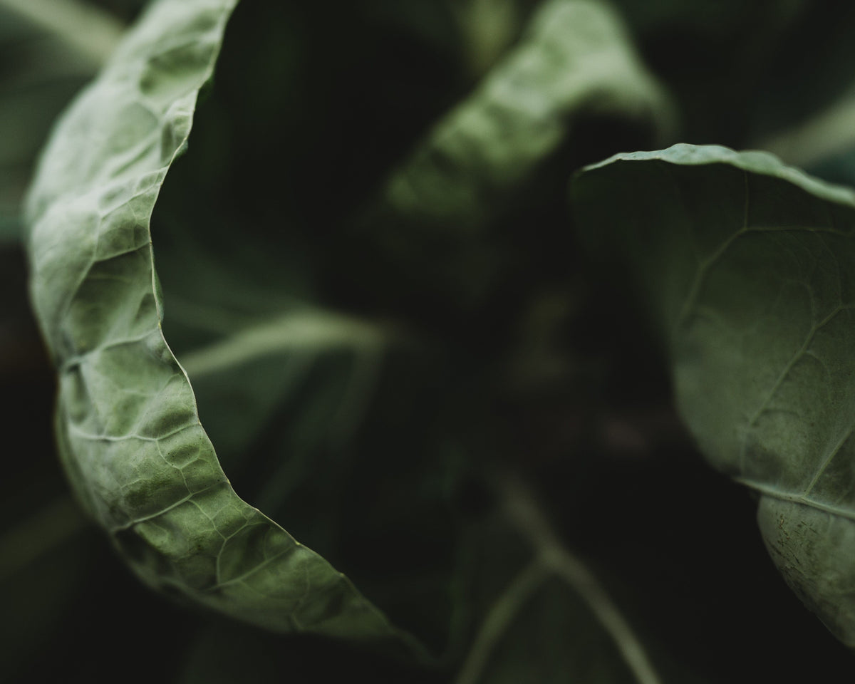 Portuguese Kale (Tronchuda)