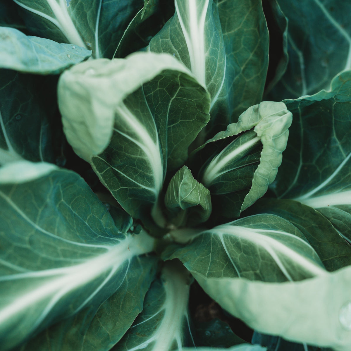 Portuguese Kale (Tronchuda)