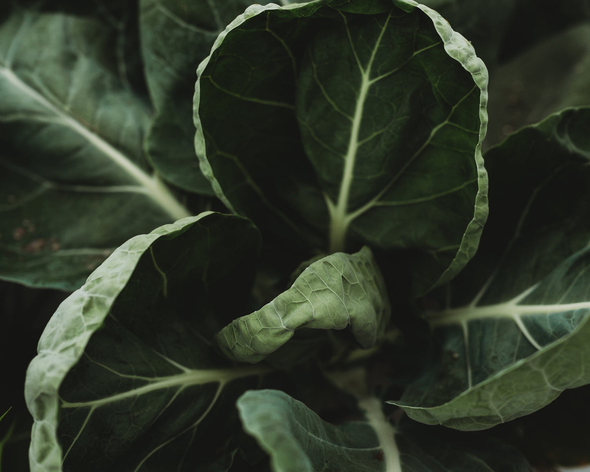 Portuguese Kale (Tronchuda)