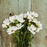 Purity Cosmos