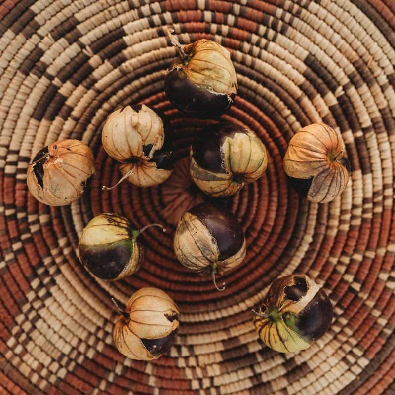 Purple Coban Tomatillo