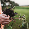 Purple Podded Pole Snap Bean