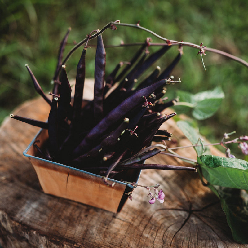 Purple Podded Pole Snap Bean