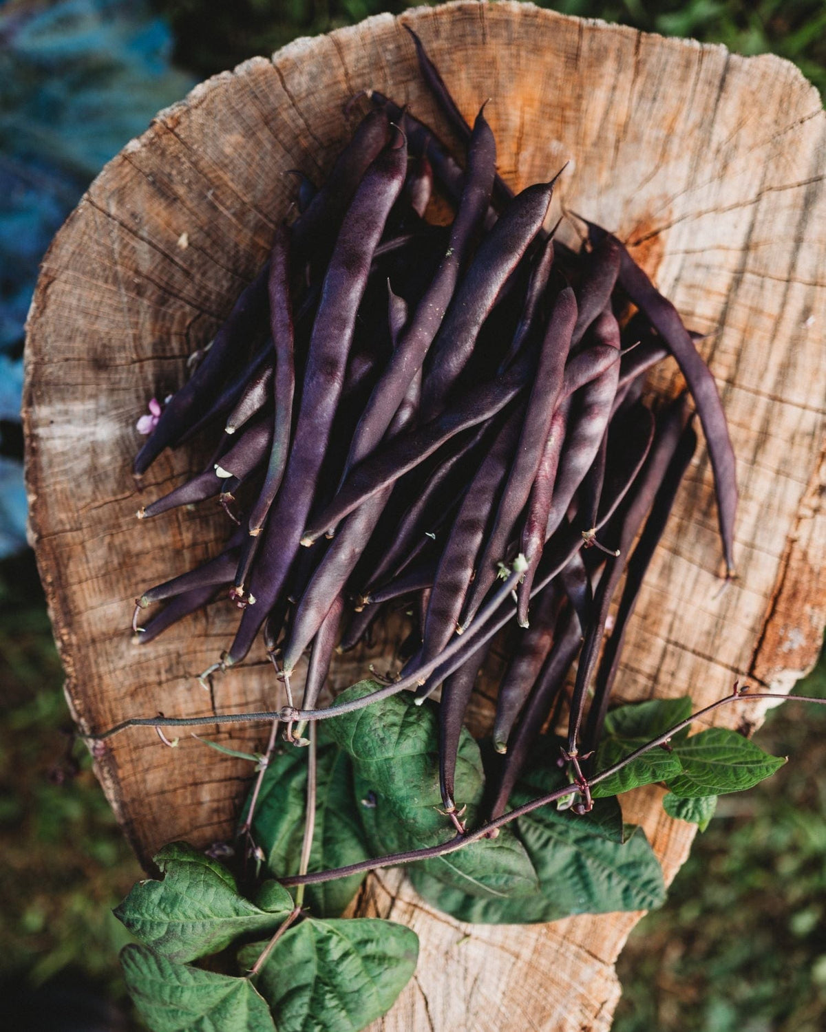 Purple Podded Pole Snap Bean