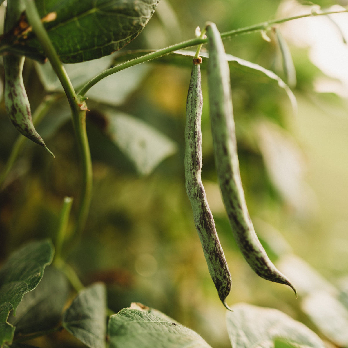 Rattlesnake Snap Pole Green Bean