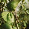 Rattlesnake Snap Pole Green Bean